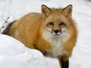 Animals_Wallpapers__17_