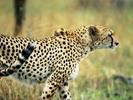 Animals_Wallpapers__29_