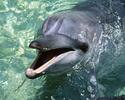 Dolphin__18_