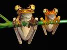 Frog_Wallpaper__10_