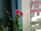 februarie= 003