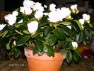 azaleea