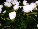 februarie= 036