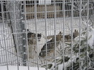 peste 50 de caini de inchiriat