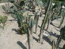 30 aprilie 2010, plante inca deshidratate
