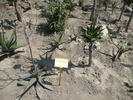 Aloe saponaria Haw.