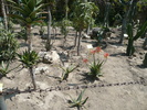 Aloe, Yucca, s.a.