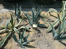 Agave