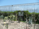Plante deshidratate iesite din iarna 30.04.2010