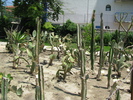 Plante in iunie 2009