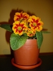 primula 22 feb 2011