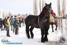 2-expozitie-de-cai-sibiu-2010-13967125