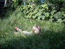 Bild1871