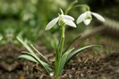 Galanthus plicatus