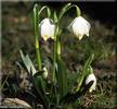 leucojum-vernum