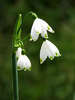 leucojum_aestivum