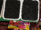 petunii in 23 feb 2011