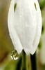 snowdrop-blog