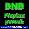 avatare_poze_dnd_pieptan_porcu