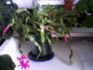 Schlumbergera in 18 feb. 2011