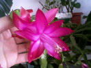 Schlumbergera in 18 feb. 2011