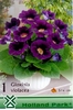 Gloxinia violacea