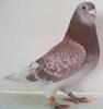 Picture 117