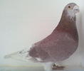 Picture 121