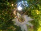 passiflora