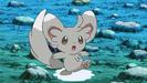 Minccino