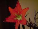 amaryllis