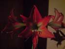 amaryllis