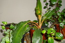 clorophytum orchidastrum