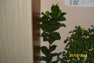 ficus lyrata