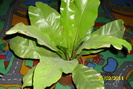 asplenium nidus