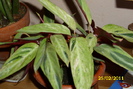 calathea