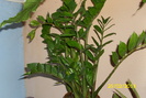 zamioculcas