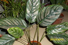calathea ornata