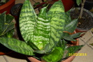 sansevieria trifasciata hahni