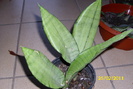 sansevieria trifasciata moonshine