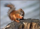 14390-%1A%C3%BD%60-animals-fun-15;_0-nature-cute-15;%3EG_0-squirrels-Cute-Stuff-fav2-saludos_large
