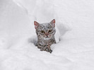 amusing,animals,cats,snow,cat,cute-dc15e43397fa6f8311412f1708e6d52c_h