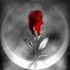 laneous-rosas-arena-tags-DeeJha-flowersheartlip-flowers-romantic-red-rose-Flowers-Hearts-razno-Cool-