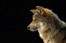 mexican-gray-wolf-1198152-sw