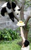 pandaaaaa tort