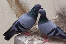porumbei_3