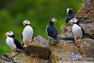 Puffins