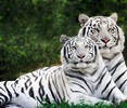 tigrii_albi