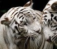 tigrii_albi_1