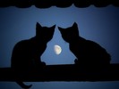 twokittymoonuv2